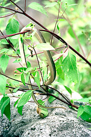 Picture 'Eq1_28_37 Galapagos Snake, Snake, Galapagos, Santa Fe'